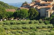 Photo Oliviers, Oléiculture et huile d'olive en Ardèche