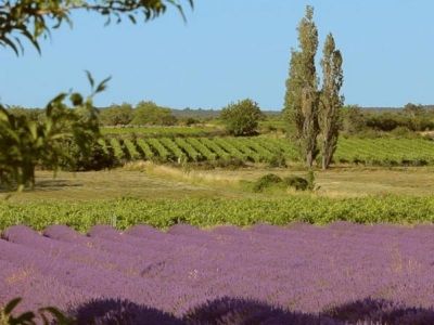 Vignerons-Ardechois-lavande - Source Vignerons Ardéchois